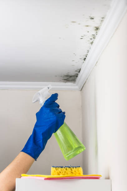 Best Localized Mold Remediation (e.g., coastal areas, humid climates) in Heppner, OR
